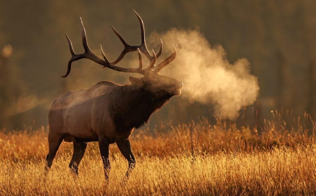 Banff Wildlife Tours