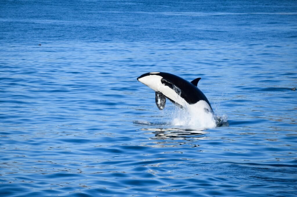Victoria Whale Watching Tours