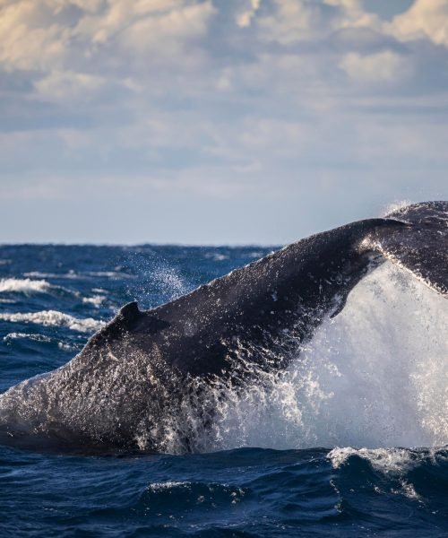 Humpback whale tail throw